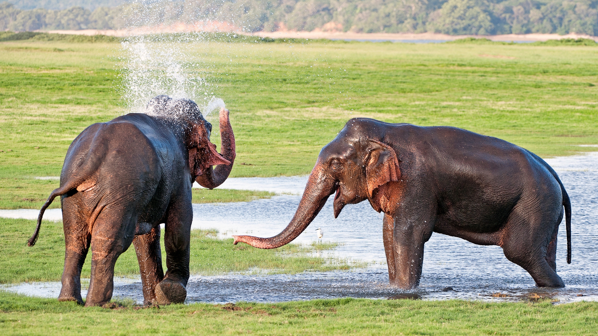 Sri Lanka Wildlife