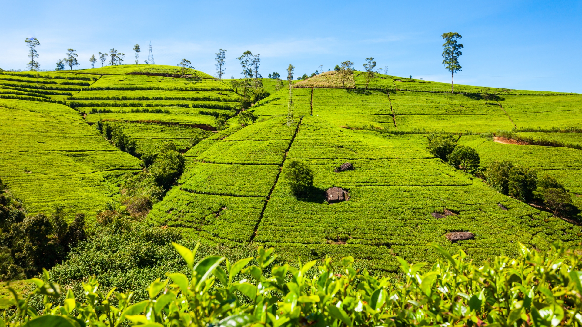 Sri Lanka Holiday